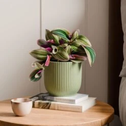 Tradescantia Nanouk House Plant In Elho Vibes Pot -DUNELM Furniture Shop 30963601