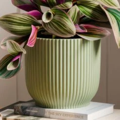Tradescantia Nanouk House Plant In Elho Vibes Pot -DUNELM Furniture Shop 30963601 alt02