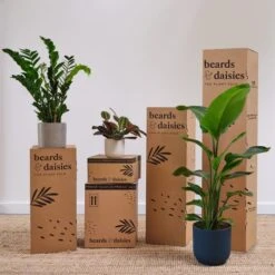 Tradescantia Nanouk House Plant In Elho Vibes Pot -DUNELM Furniture Shop 30963601 alt03