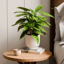 Calathea Leopardina House Plant In Elho Vibes Pot -DUNELM Furniture Shop 30963636