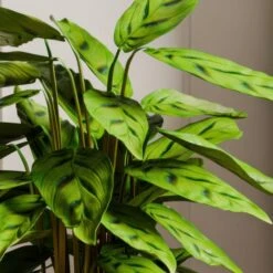 Calathea Leopardina House Plant In Elho Vibes Pot -DUNELM Furniture Shop 30963636 alt01