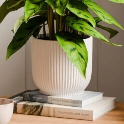Calathea Leopardina House Plant In Elho Vibes Pot -DUNELM Furniture Shop 30963636 alt02