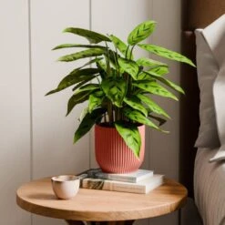 Calathea Leopardina House Plant In Elho Vibes Pot -DUNELM Furniture Shop 30963638