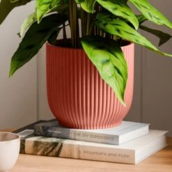 Calathea Leopardina House Plant In Elho Vibes Pot -DUNELM Furniture Shop 30963638 alt02