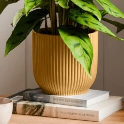 Calathea Leopardina House Plant In Elho Vibes Pot -DUNELM Furniture Shop 30963639 alt02