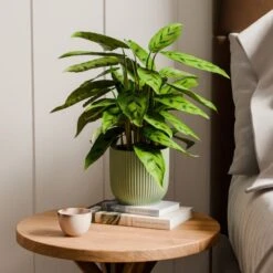 Calathea Leopardina House Plant In Elho Vibes Pot -DUNELM Furniture Shop 30963640
