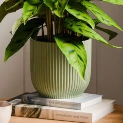 Calathea Leopardina House Plant In Elho Vibes Pot -DUNELM Furniture Shop 30963640 alt02
