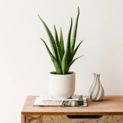Aloe Vera House Plant In Elho Vibes Pot -DUNELM Furniture Shop 30963670