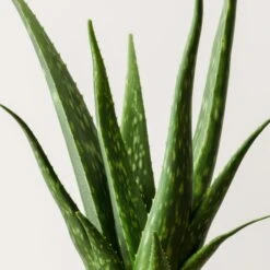 Aloe Vera House Plant In Elho Vibes Pot -DUNELM Furniture Shop 30963670 alt01