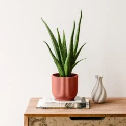 Aloe Vera House Plant In Elho Vibes Pot -DUNELM Furniture Shop 30963672