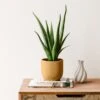Aloe Vera House Plant In Elho Vibes Pot -DUNELM Furniture Shop 30963673