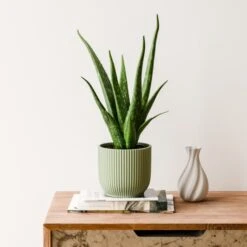 Aloe Vera House Plant In Elho Vibes Pot -DUNELM Furniture Shop 30963674