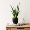 Aloe Vera House Plant In Ribbed Ceramic Pot -DUNELM Furniture Shop 30963678