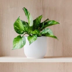 Marble Queen Pothos House Plant In Elho Pot -DUNELM Furniture Shop 30963704