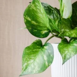 Marble Queen Pothos House Plant In Elho Pot -DUNELM Furniture Shop 30963704 alt01