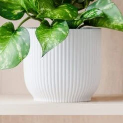 Marble Queen Pothos House Plant In Elho Pot -DUNELM Furniture Shop 30963704 alt02