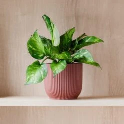 Marble Queen Pothos House Plant In Elho Pot -DUNELM Furniture Shop 30963706