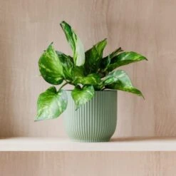Marble Queen Pothos House Plant In Elho Pot -DUNELM Furniture Shop 30963708