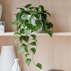 Trailing Philodendron Scandens House Plant In Elho Pot 38 Trailing Philodendron Scandens House Plant In Elho Pot -DUNELM Furniture Shop 30963726