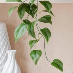 Trailing Philodendron Scandens House Plant In Elho Pot 39 Trailing Philodendron Scandens House Plant In Elho Pot -DUNELM Furniture Shop 30963726 alt01