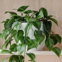 Trailing Philodendron Scandens House Plant In Elho Pot 40 Trailing Philodendron Scandens House Plant In Elho Pot -DUNELM Furniture Shop 30963726 alt02