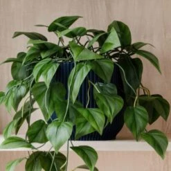Trailing Philodendron Scandens House Plant In Elho Pot 36 Trailing Philodendron Scandens House Plant In Elho Pot -DUNELM Furniture Shop 30963727 alt02