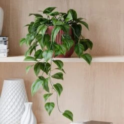 Trailing Philodendron Scandens House Plant In Elho Pot 30 Trailing Philodendron Scandens House Plant In Elho Pot -DUNELM Furniture Shop 30963728