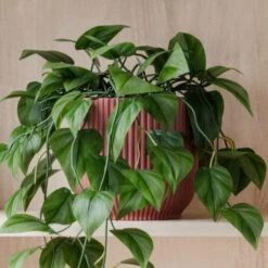Trailing Philodendron Scandens House Plant In Elho Pot 32 Trailing Philodendron Scandens House Plant In Elho Pot -DUNELM Furniture Shop 30963728 alt02