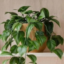 Trailing Philodendron Scandens House Plant In Elho Pot 28 Trailing Philodendron Scandens House Plant In Elho Pot -DUNELM Furniture Shop 30963729 alt02
