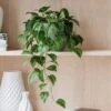 Trailing Philodendron Scandens House Plant In Elho Pot -DUNELM Furniture Shop 30963730