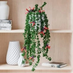 Trailing Aeschynanthus Rasta House Plant In Elho Pot -DUNELM Furniture Shop 30963731