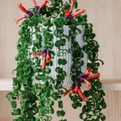 Trailing Aeschynanthus Rasta House Plant In Elho Pot -DUNELM Furniture Shop 30963731 alt02