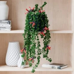 Trailing Aeschynanthus Rasta House Plant In Elho Pot -DUNELM Furniture Shop 30963732