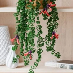 Trailing Aeschynanthus Rasta House Plant In Elho Pot -DUNELM Furniture Shop 30963732 alt01
