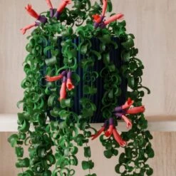 Trailing Aeschynanthus Rasta House Plant In Elho Pot -DUNELM Furniture Shop 30963732 alt02
