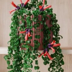 Trailing Aeschynanthus Rasta House Plant In Elho Pot -DUNELM Furniture Shop 30963733 alt02