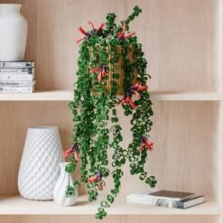 Trailing Aeschynanthus Rasta House Plant In Elho Pot -DUNELM Furniture Shop 30963734