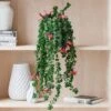 Trailing Aeschynanthus Rasta House Plant In Elho Pot -DUNELM Furniture Shop 30963735