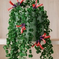 Trailing Aeschynanthus Rasta House Plant In Elho Pot -DUNELM Furniture Shop 30963735 alt02