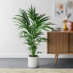 Kentia Palm House Plant In Capri Pot -DUNELM Furniture Shop 30963853