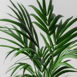 Kentia Palm House Plant In Capri Pot -DUNELM Furniture Shop 30963853 alt01