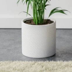 Kentia Palm House Plant In Capri Pot -DUNELM Furniture Shop 30963853 alt02