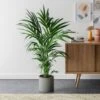 Kentia Palm House Plant In Capri Pot -DUNELM Furniture Shop 30963854