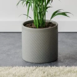Kentia Palm House Plant In Capri Pot -DUNELM Furniture Shop 30963854 alt02