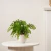 Artificial Fern In Speckled Ceramic Plant Pot -DUNELM Furniture Shop 30975090