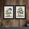 Set Of 2 Vintage French Birds Framed Prints