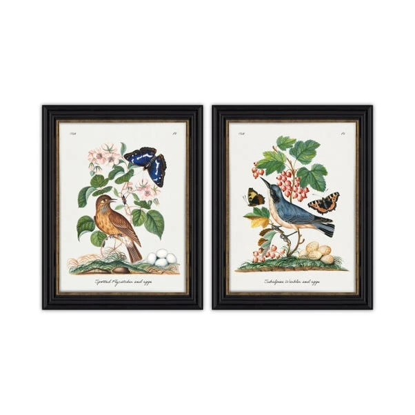 Set Of 2 Vintage French Birds Framed Prints 4 Set Of 2 Vintage French Birds Framed Prints - Image 2