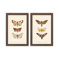 Set Of 2 Vintage Moths Framed Prints -DUNELM Furniture Shop 30976654 alt01